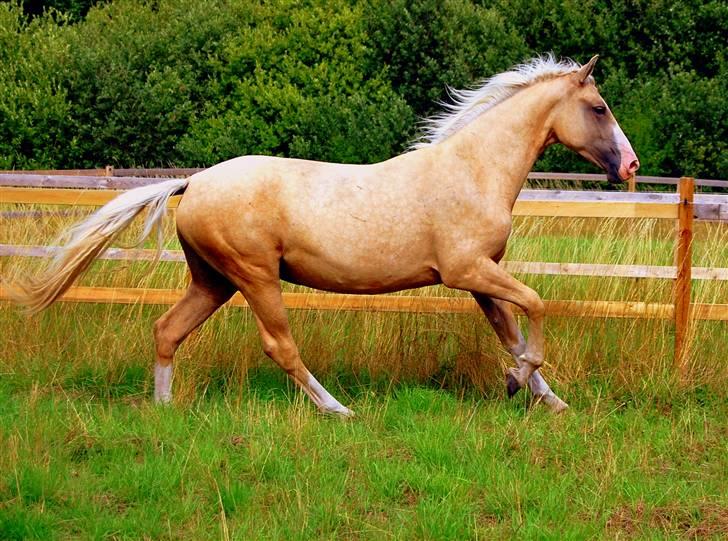 Palomino Axell's Fleetwood - På fold, juni 2008 billede 3