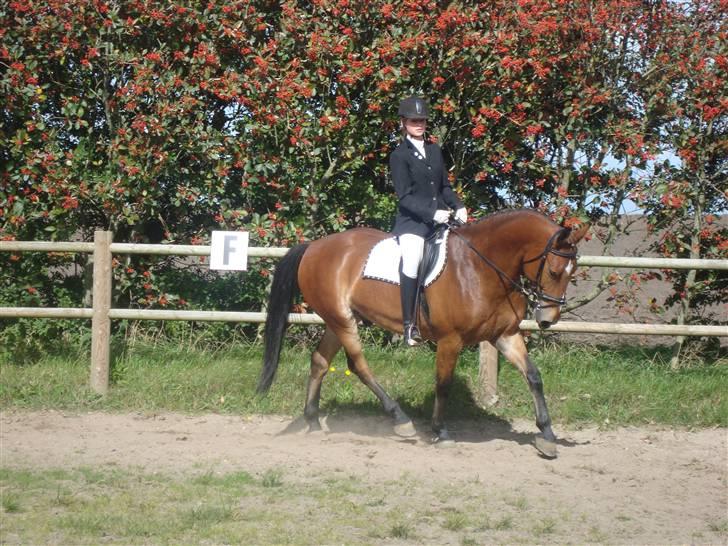 Anden særlig race Valentin af Rosenholm  - stævne i Langhøj d. 12 sep 09 foto:amanda billede 17
