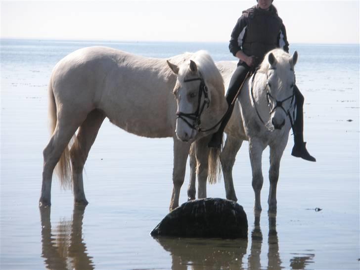 Palomino Axell's Fleetwood - Dejlig aprildag i vandet med med sin nye roommate Prins Peter, og dennes rytter Signe;) billede 6