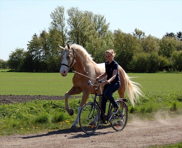 Palomino Axell's Fleetwood - 30 april 2011.. billede 8