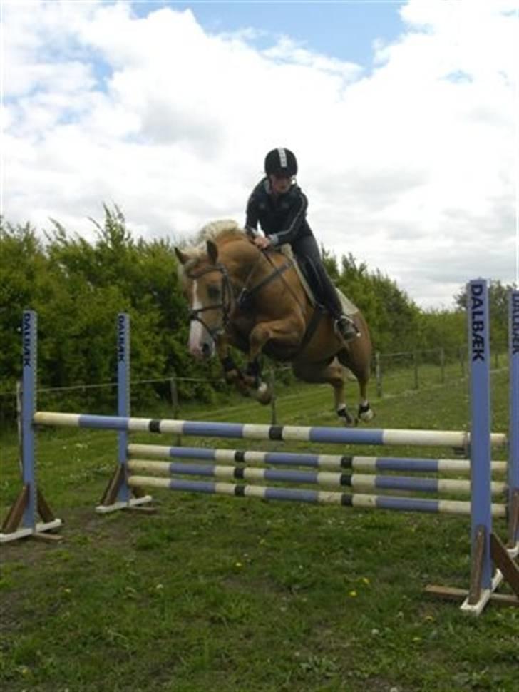 Palomino Golden Casanova - Og vi hopper! billede 3