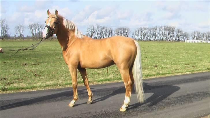 Palomino Golden Casanova billede 4