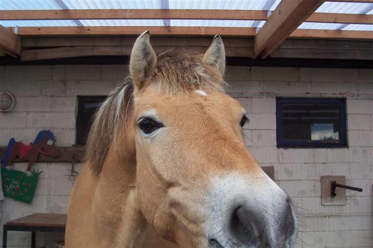 Anden særlig race Tyson <3 Miss ya' <3 - Hej lea :) stik mig lige nogle gulerødder :) <333 billede 4