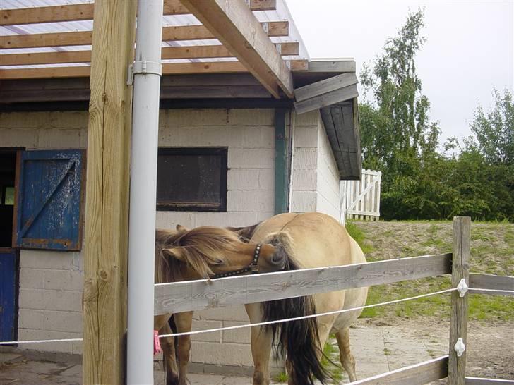 Anden særlig race Tyson <3 Miss ya' <3 - Jeg klør dig polle så klør du mig :) billede 5