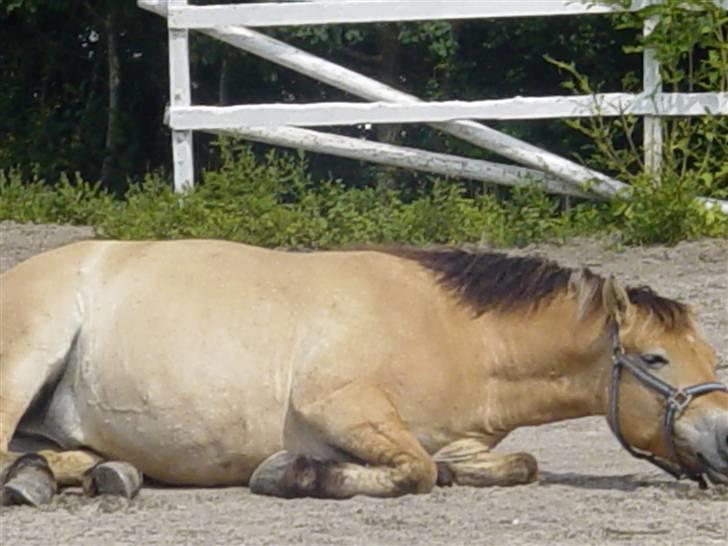 Anden særlig race Tyson <3 Miss ya' <3 - Nu skal jeg slappe af :) billede 6