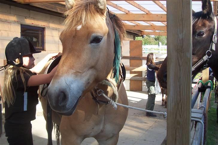 Anden særlig race Tyson <3 Miss ya' <3 - Nu skal jeg sadles af :) billede 10