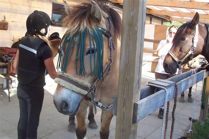 Anden særlig race Tyson <3 Miss ya' <3 - Så er sadlen af også skal jeg bare strigles :) billede 11