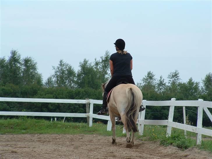 Fjordhest klaus - Dressur er lidt kedeligt... billede 5