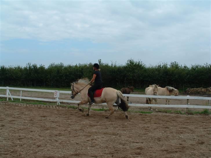 Fjordhest klaus - Jeg er meget samarbejsvillig!!! billede 6
