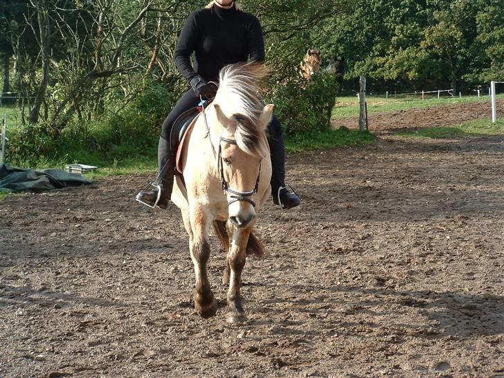 Fjordhest klaus - Det her er springbanen, I kan bare ikke se springene.. billede 7