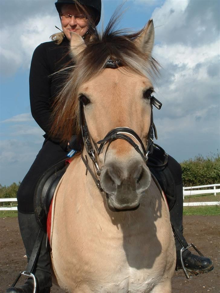 Fjordhest klaus - Indrøm jeg er smuk!!! billede 8