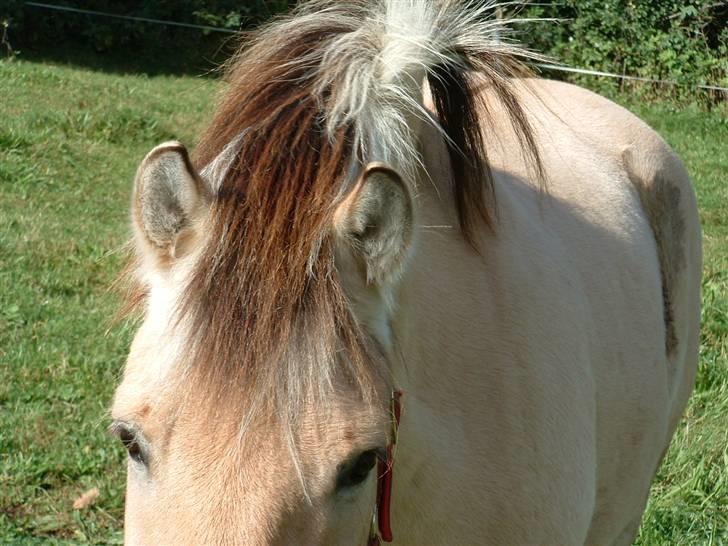 Fjordhest klaus - Ja!!! jeg har hængeman, og det er jeg stolt af!! billede 9