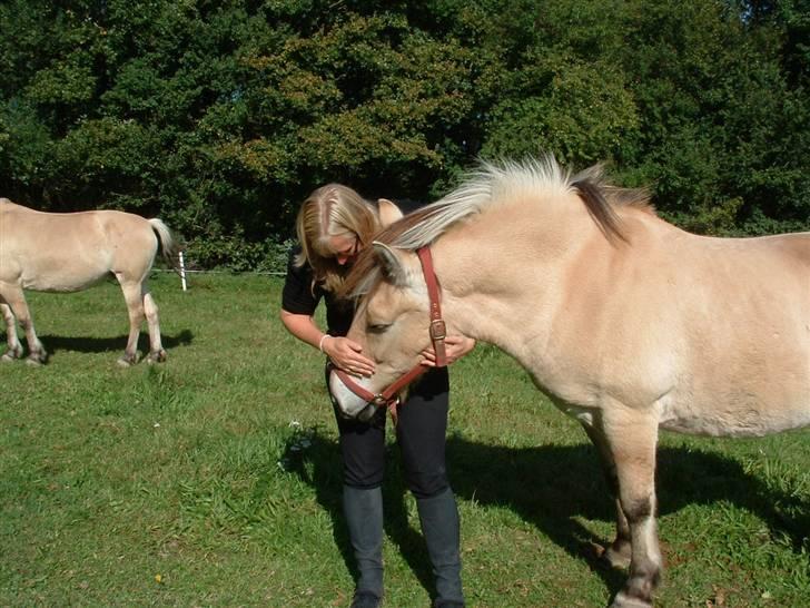 Fjordhest klaus - Jeg tjekker lige hendes lommer for guf... billede 10