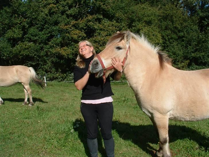 Fjordhest klaus - Ingen guf!!! så kysser jeg i stedet... billede 11