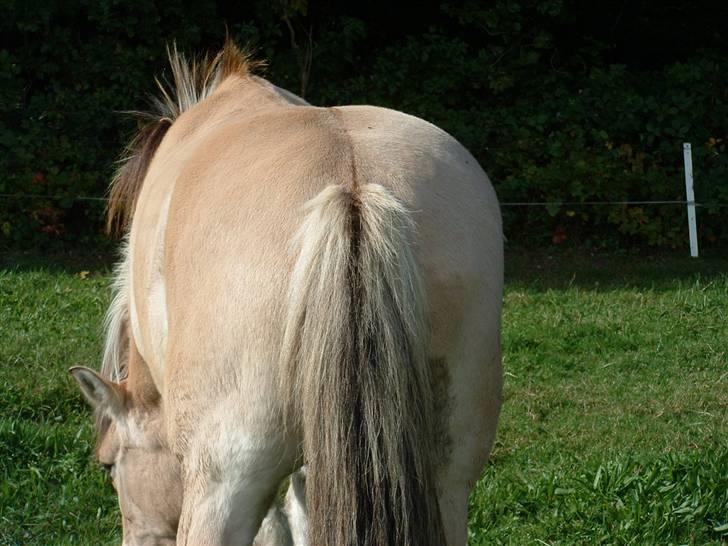 Fjordhest klaus - Lidt rund, måske.. billede 12