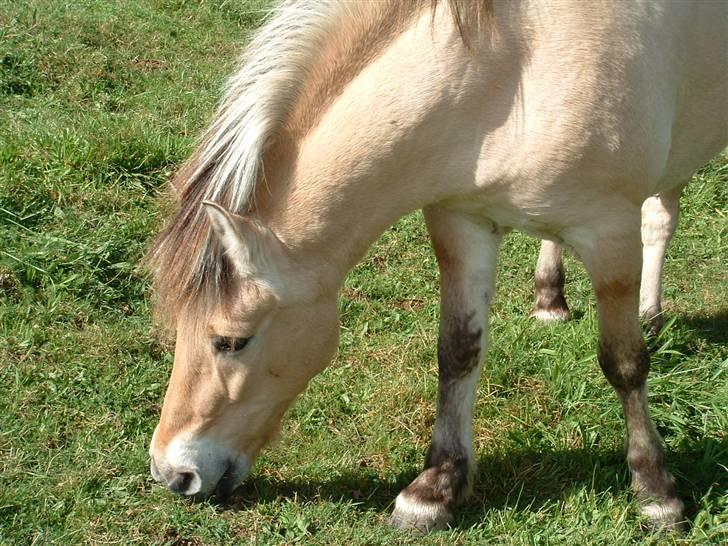 Fjordhest klaus - uhm! Yndlingsmad! billede 13