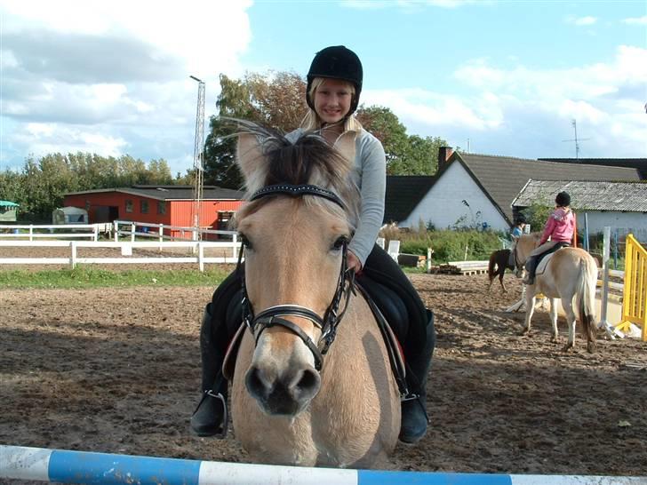 Fjordhest klaus - Wauw! nyt pandebånd.. billede 15