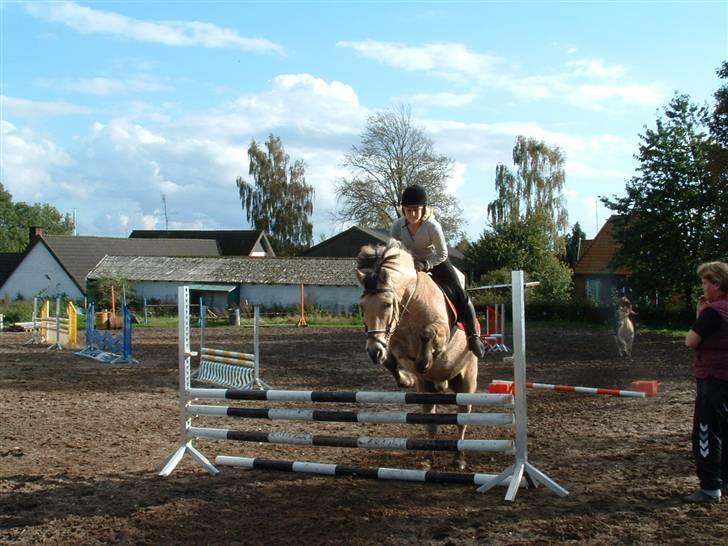 Fjordhest klaus - Jeg har faktisk sprunget 1 meter.. billede 16