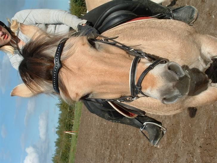 Fjordhest klaus - Sol og ridetur. billede 17