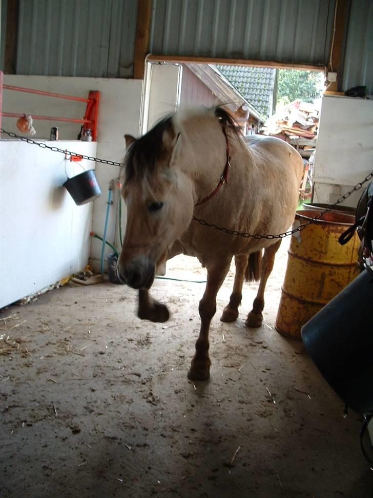 Fjordhest klaus - Sådan tigger jeg. Og det virker!! billede 18