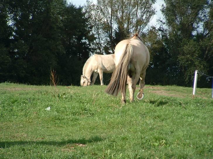 Fjordhest klaus - Nye sko. Altid dejligt. billede 19