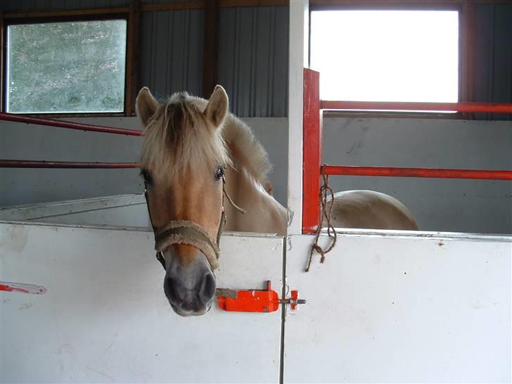 Fjordhest hjerter bellami billede 4