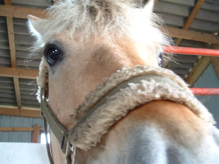 Fjordhest hjerter bellami billede 5