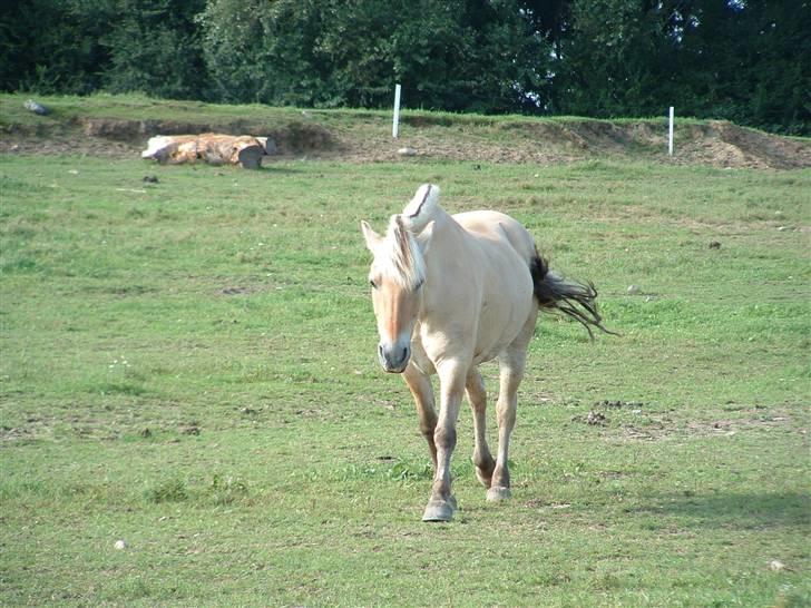 Fjordhest hjerter bellami billede 6