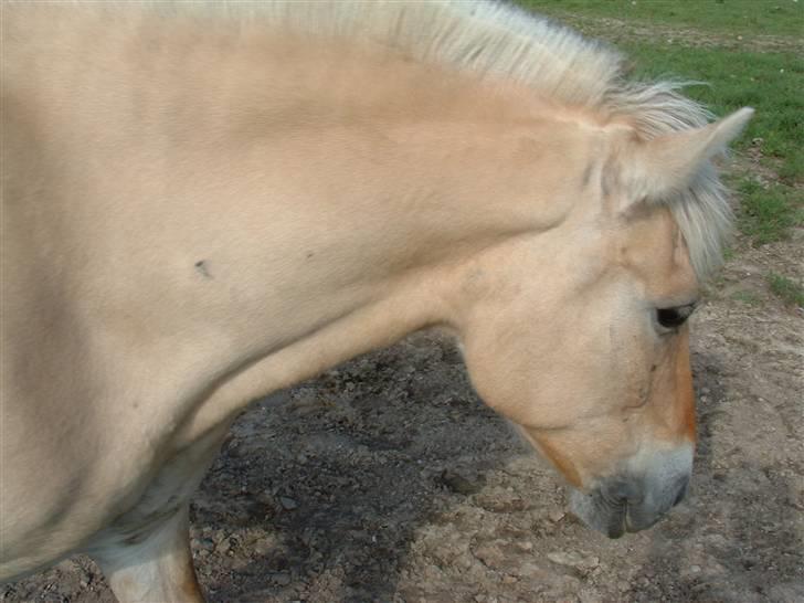 Fjordhest hjerter bellami billede 7