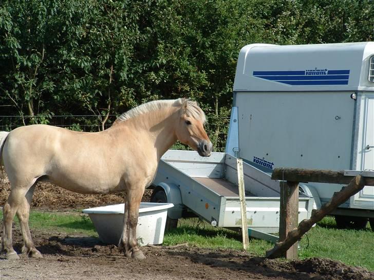 Fjordhest hjerter bellami billede 8