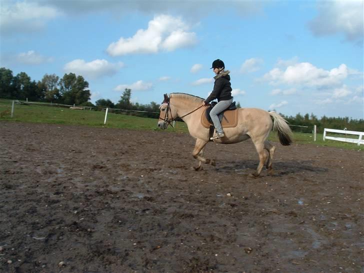 Fjordhest hjerter bellami billede 9