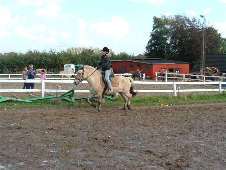 Fjordhest hjerter bellami billede 10