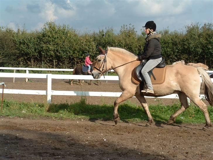 Fjordhest hjerter bellami billede 11