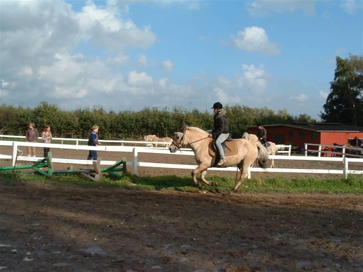 Fjordhest hjerter bellami billede 12