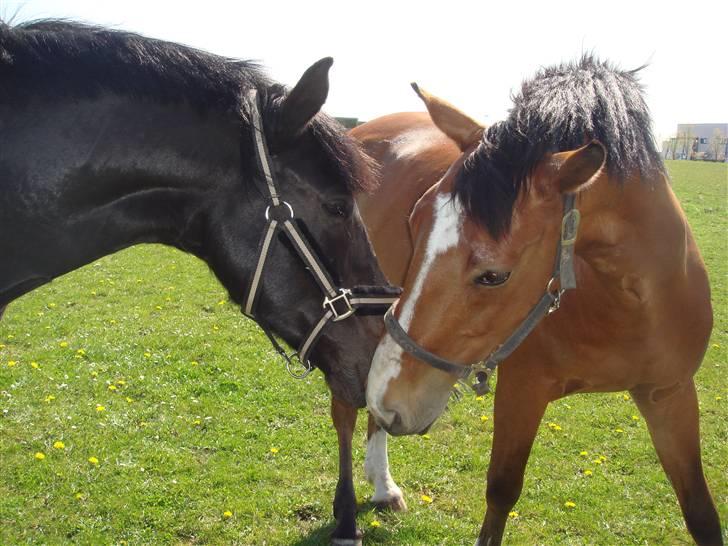 Anden særlig race Lucas - SOLGT billede 4