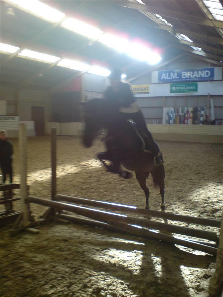 Anden særlig race Lucas - SOLGT billede 5