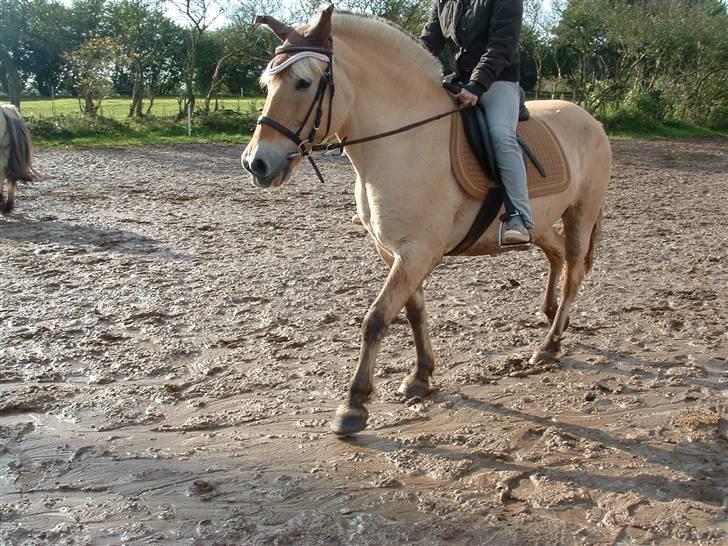 Fjordhest hjerter bellami billede 13