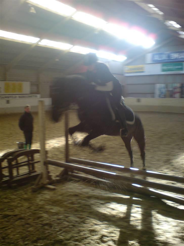 Anden særlig race Lucas - SOLGT billede 6