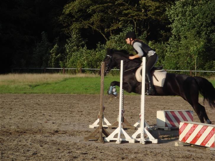 Anden særlig race Lucas - SOLGT billede 7