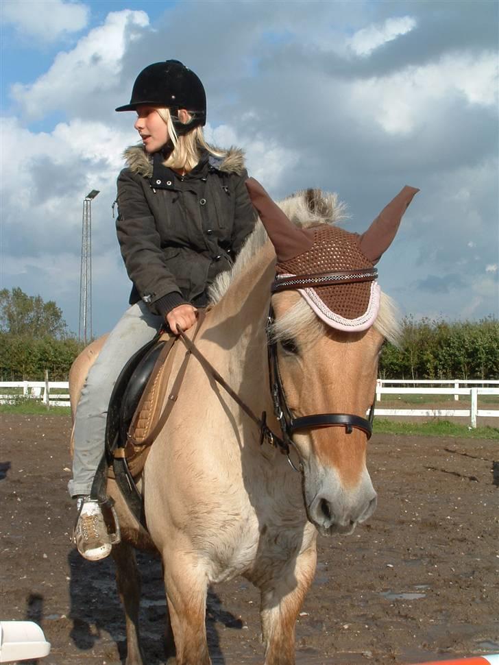 Fjordhest hjerter bellami billede 14