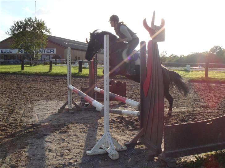 Anden særlig race Lucas - SOLGT billede 8