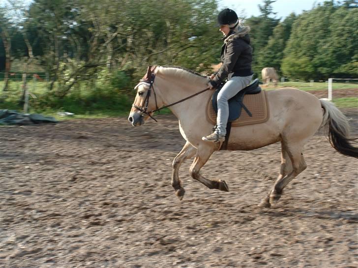 Fjordhest hjerter bellami billede 15