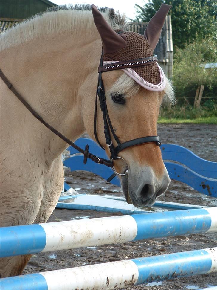 Fjordhest hjerter bellami billede 16