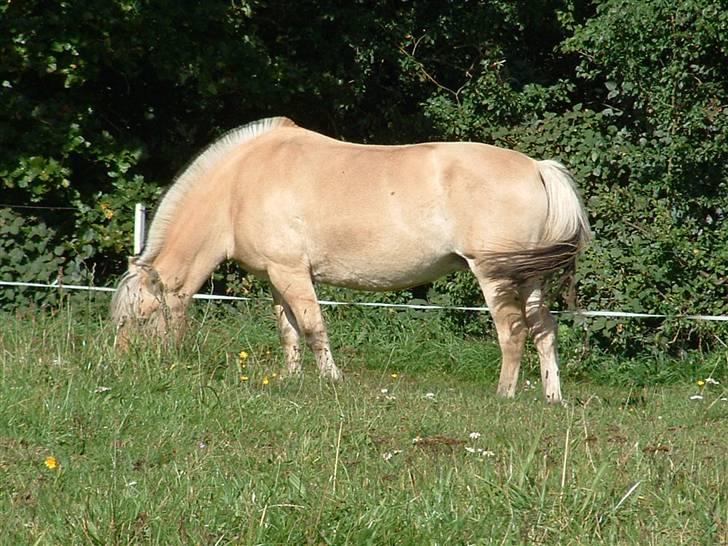 Fjordhest hjerter bellami billede 17