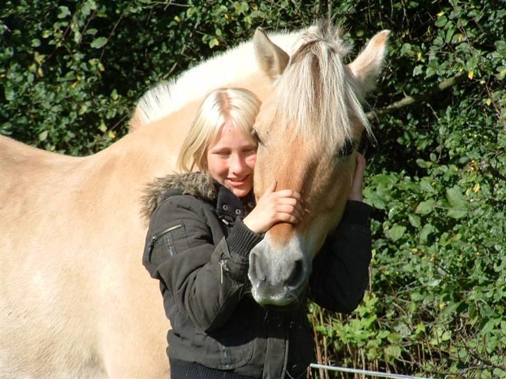 Fjordhest hjerter bellami billede 18