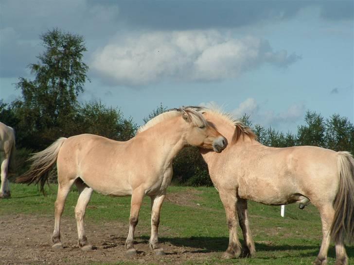 Fjordhest hjerter bellami billede 19