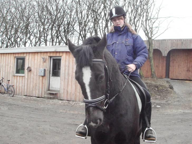 New Forest Cæsar(Red ham op) billede 6