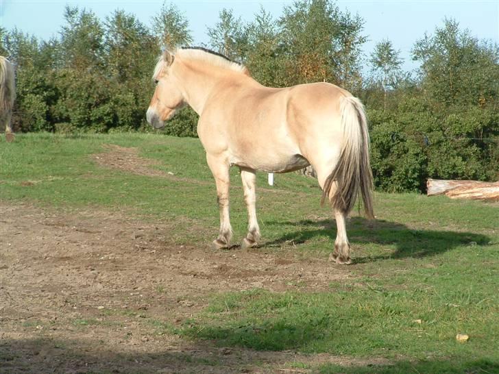 Fjordhest hjerter bellami billede 20