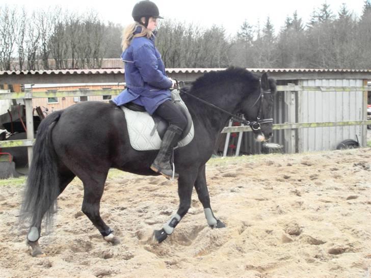 New Forest Cæsar(Red ham op) - Mig der rider <3 Han går så flot :i billede 7