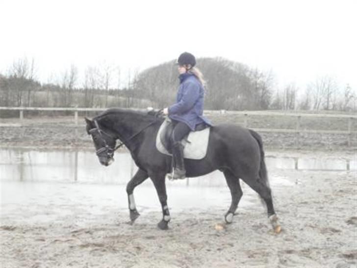 New Forest Cæsar(Red ham op) billede 8